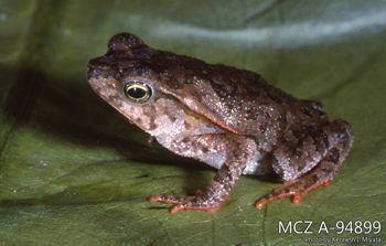 Media type: image;   Herpetology A-94899 Description: Photo of animal in life, taken in the field by Dr. Kenneth Ichiro Miyata. A slide of the photo was scanned in 2012 by Melissa Wooley.;  Aspect: lateral